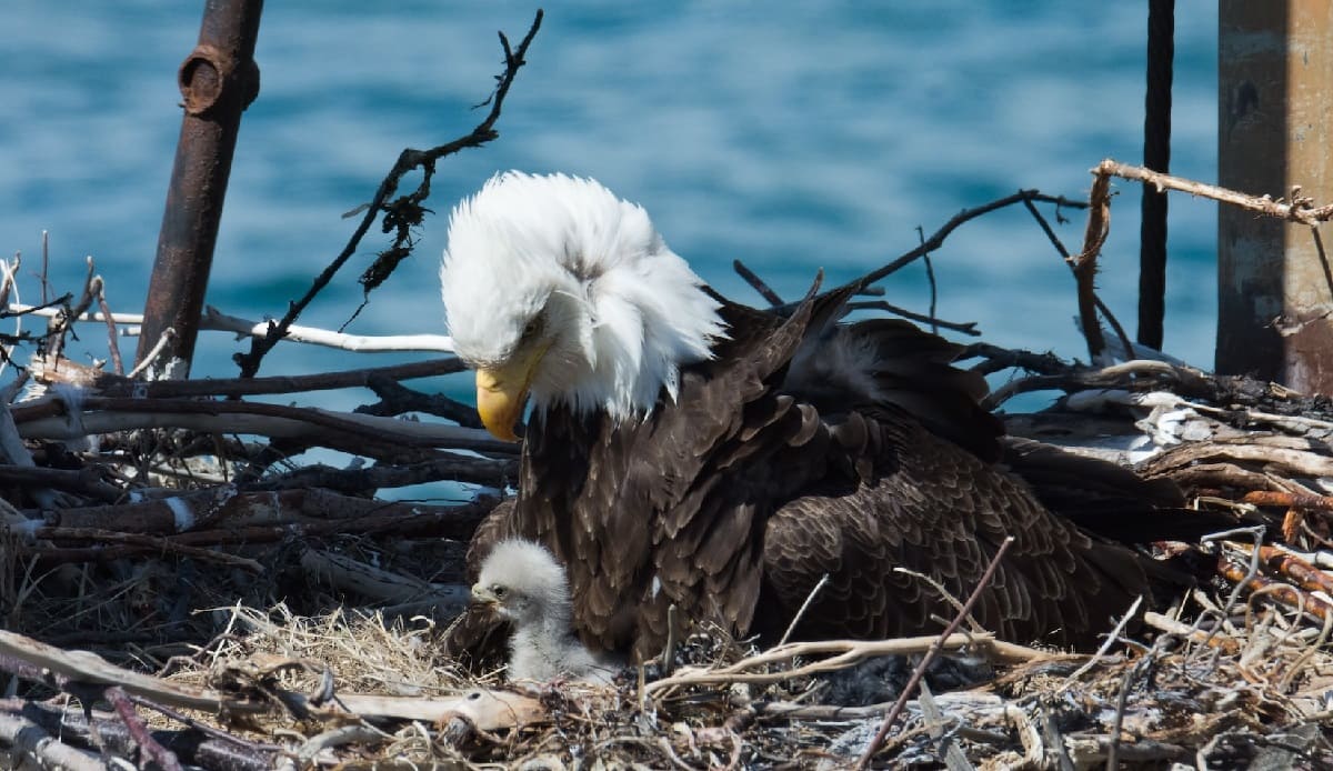 Mystery-Of-Echoing-Eagle-Aeries-In-Illinois mystery-of-echoing-eagle-aeries-in-illinois