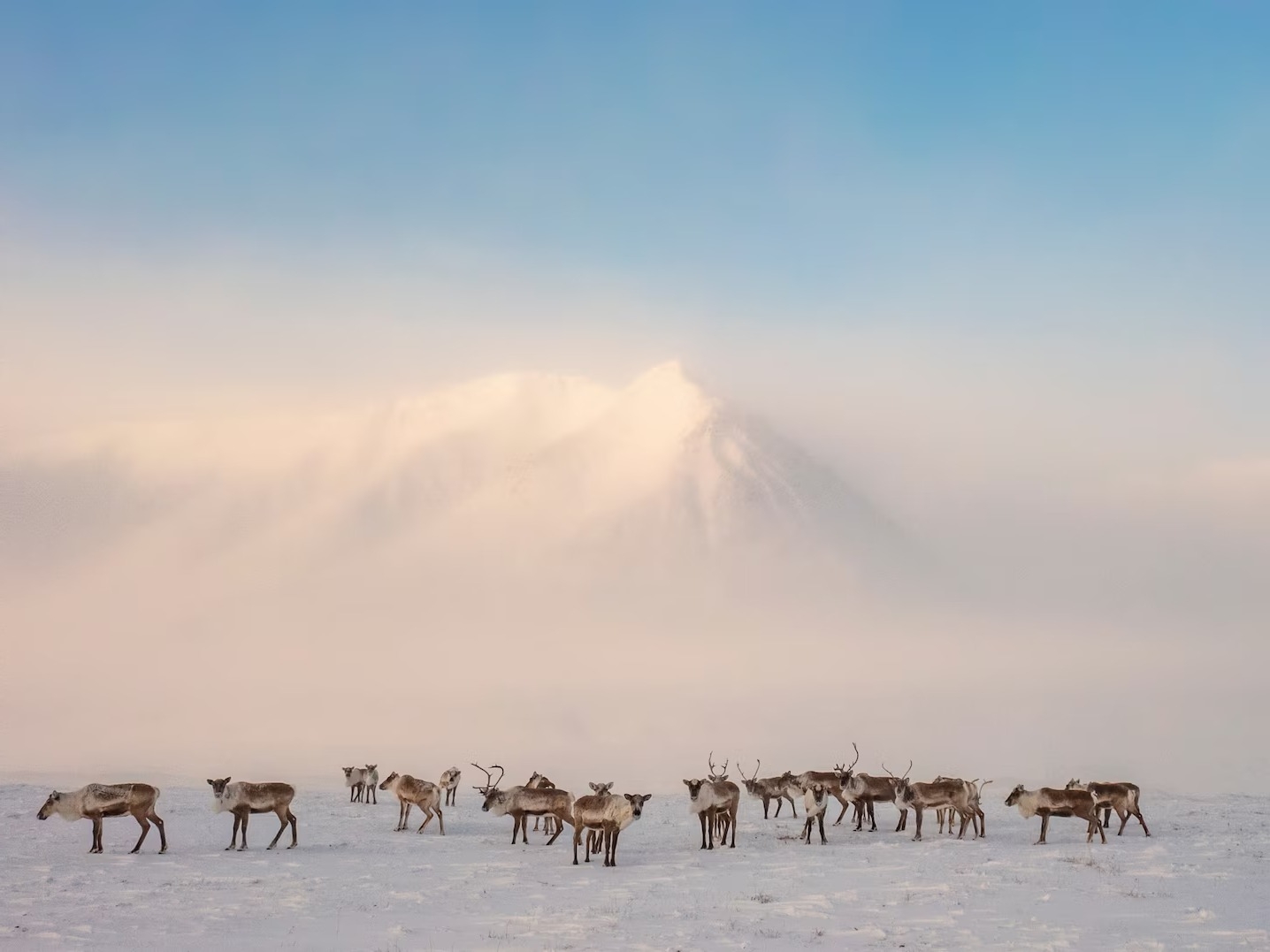 Mystery-Of-Elk-Paths-In-Moonlit-Prairie mystery-of-elk-paths-in-moonlit-prairie
