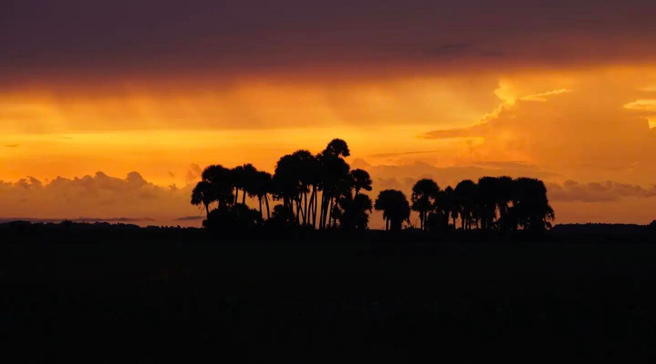 Mystery-Of-Florida8217s-Floating-Islands-In-Lake-Okeechobee mystery-of-floridas-floating-islands-in-lake-okeechobee