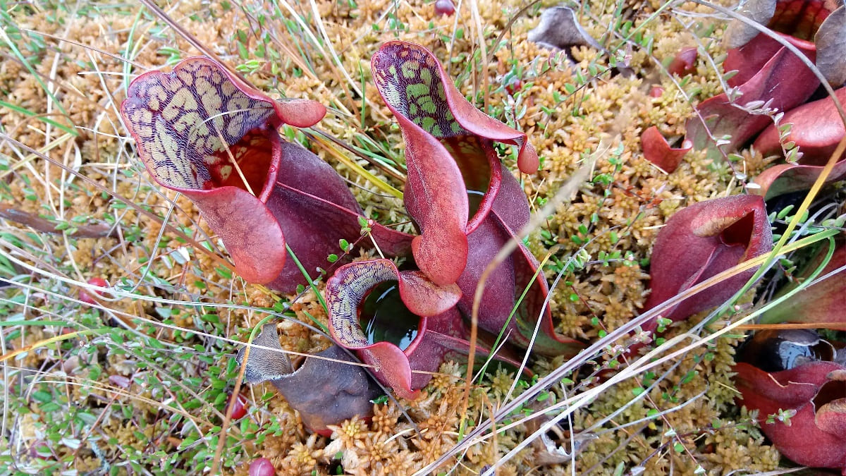 Mystery-Of-Georgia8217s-Floating-Pitcher-Plant-Bogs mystery-of-georgias-floating-pitcher-plant-bogs