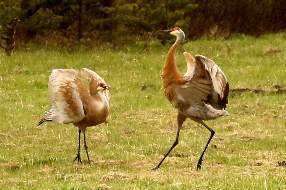Mystery-Of-Indiana8217s-Silent-Sandhill-Crane-Dancing-Grounds mystery-of-indianas-silent-sandhill-crane-dancing-grounds