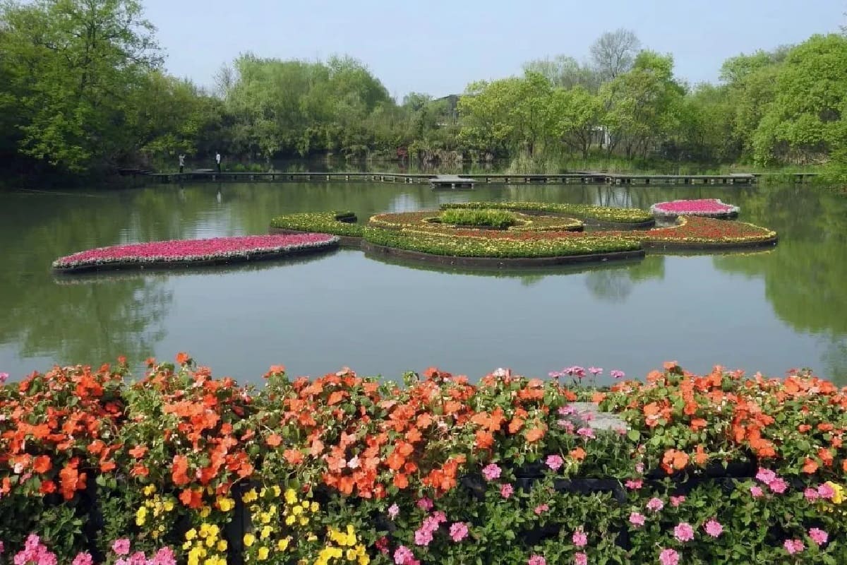 Mystery-Of-Louisiana8217s-Floating-Gardens mystery-of-louisianas-floating-gardens