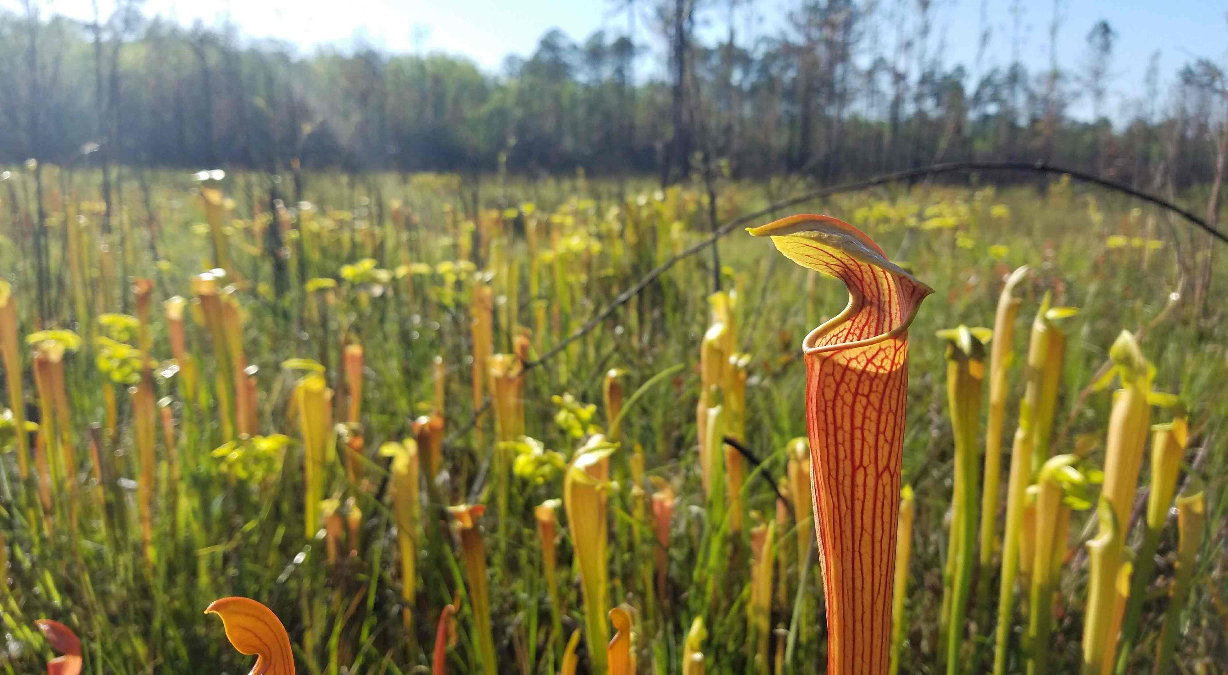 Mystery-Of-Louisiana8217s-Floating-Pitcher-Plant-Bogs mystery-of-louisianas-floating-pitcher-plant-bogs