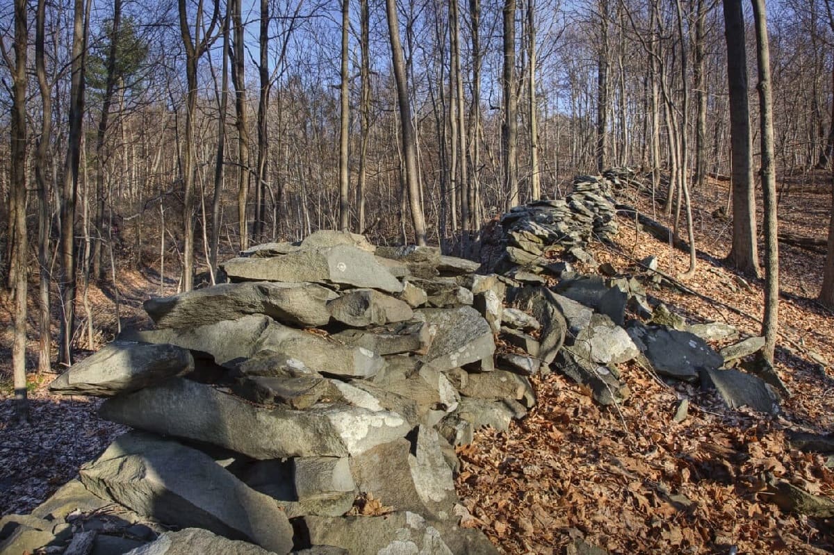 Mystery-Of-New-York8217s-Stone-Forests mystery-of-new-yorks-stone-forests