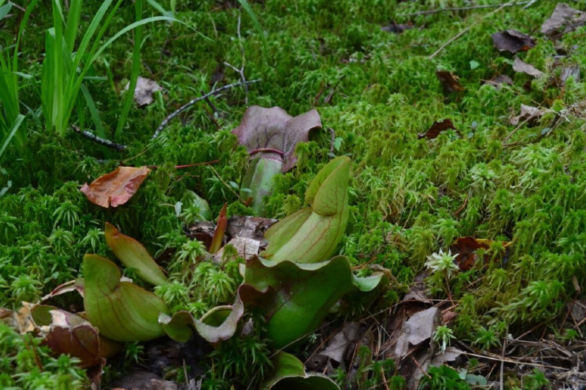 Mystery-Of-North-Carolina8217s-Floating-Pitcher-Plant-Bogs mystery-of-north-carolinas-floating-pitcher-plant-bogs