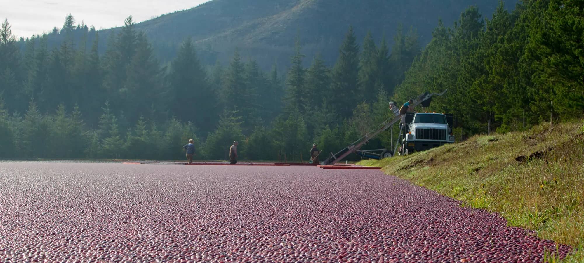 Mystery-Of-Oregon8217s-Floating-Cranberry-Bogs mystery-of-oregons-floating-cranberry-bogs