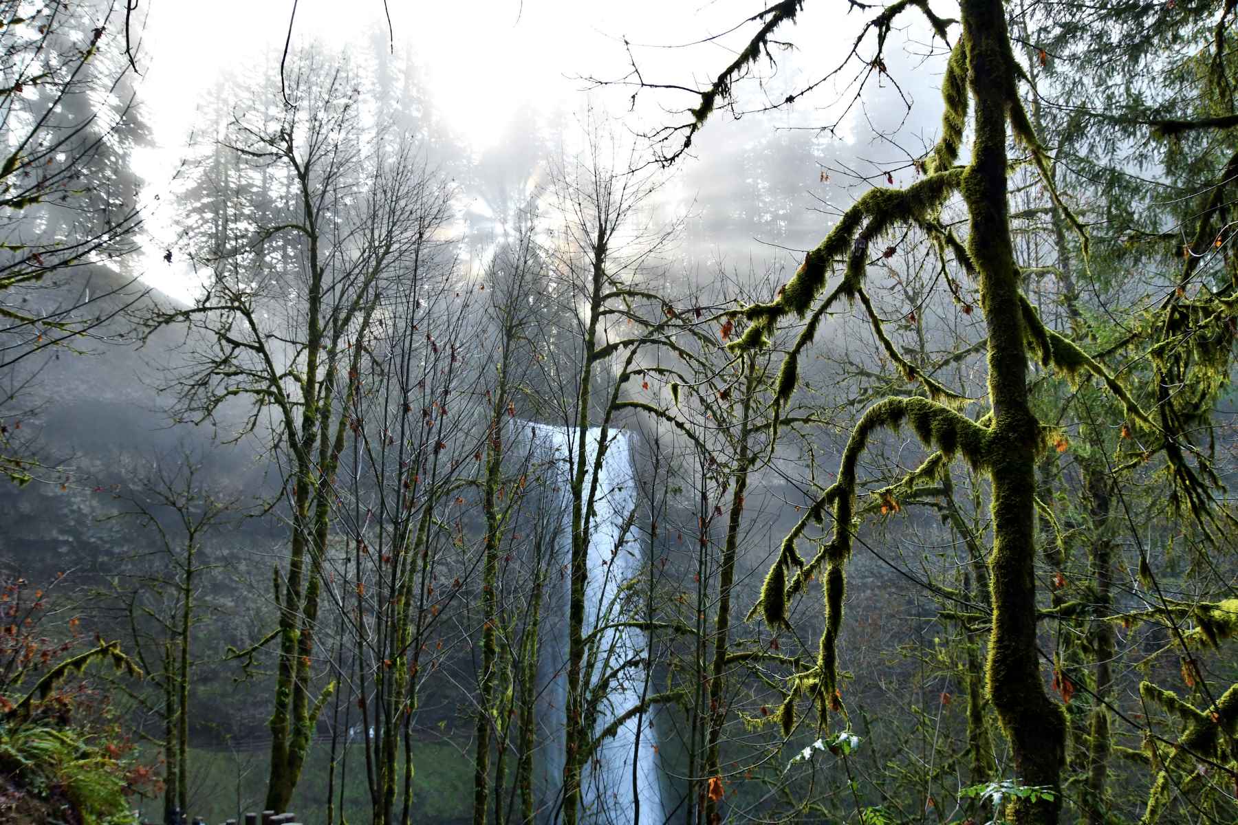 Mystery-Of-Oregon8217s-Fogbow-Forest mystery-of-oregons-fogbow-forest