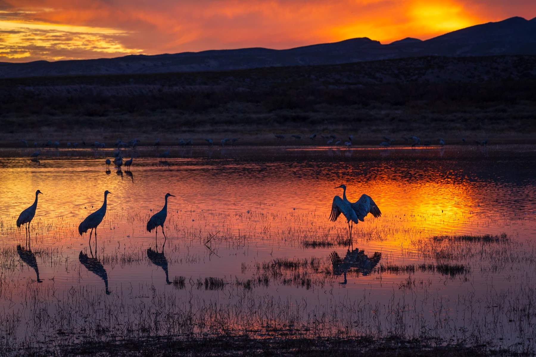 Mystery-Of-Sandhill-Crane-Dancing-Grounds-In-New-Mexico8217s-Bosque-Del-Apache mystery-of-sandhill-crane-dancing-grounds-in-new-mexicos-bosque-del-apache