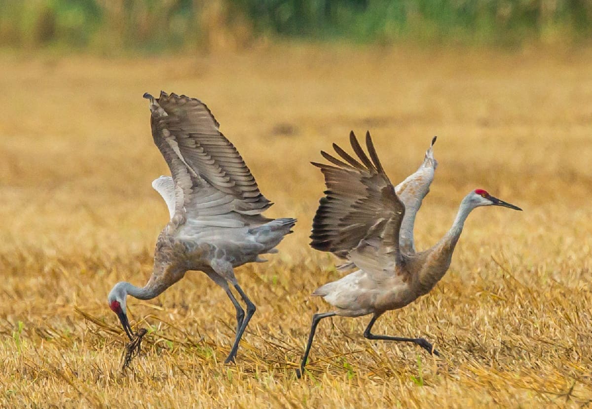 mystery-of-the-dancing-sandhill-cranes-at-paynes-prairie