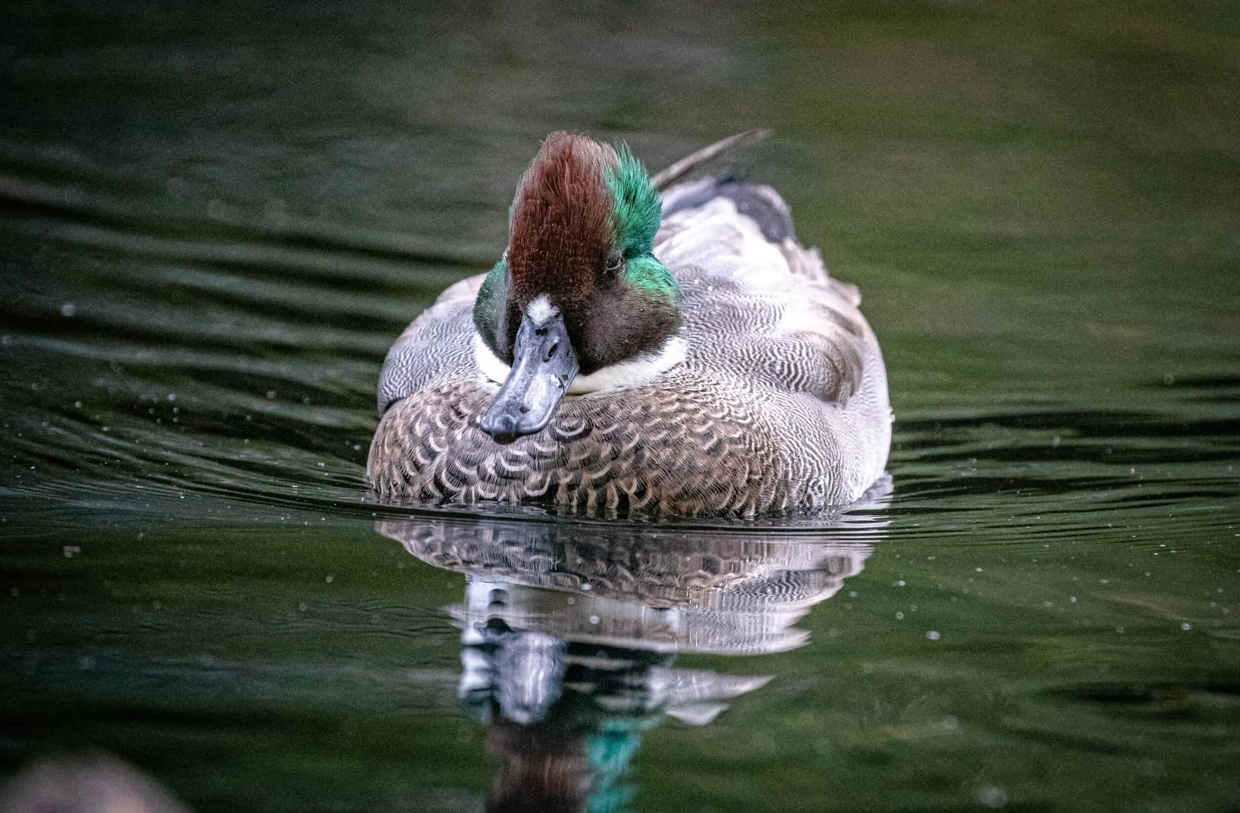 Mystery-Of-The-Falcated-Duck-Flats-In-The-Misty-Marshlands mystery-of-the-falcated-duck-flats-in-the-misty-marshlands