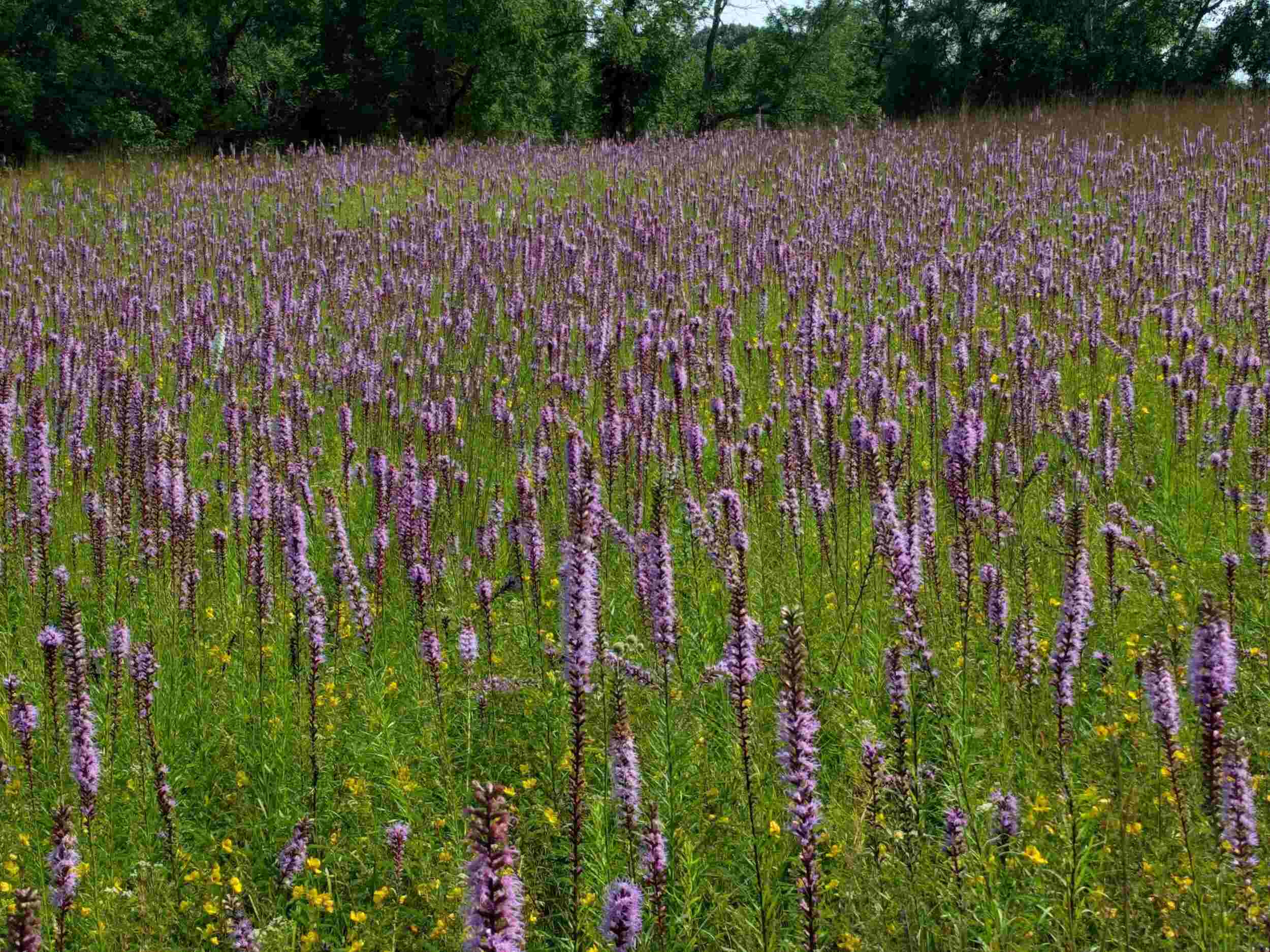 Mystery-Of-The-Firewheel-Fields-In-The-Blazing-Barrens mystery-of-the-firewheel-fields-in-the-blazing-barrens