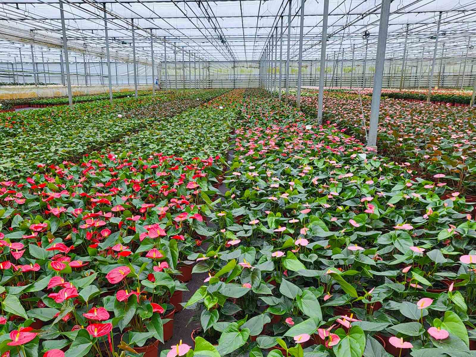 Mystery-Of-The-Flamingo-Flower-Fields mystery-of-the-flamingo-flower-fields