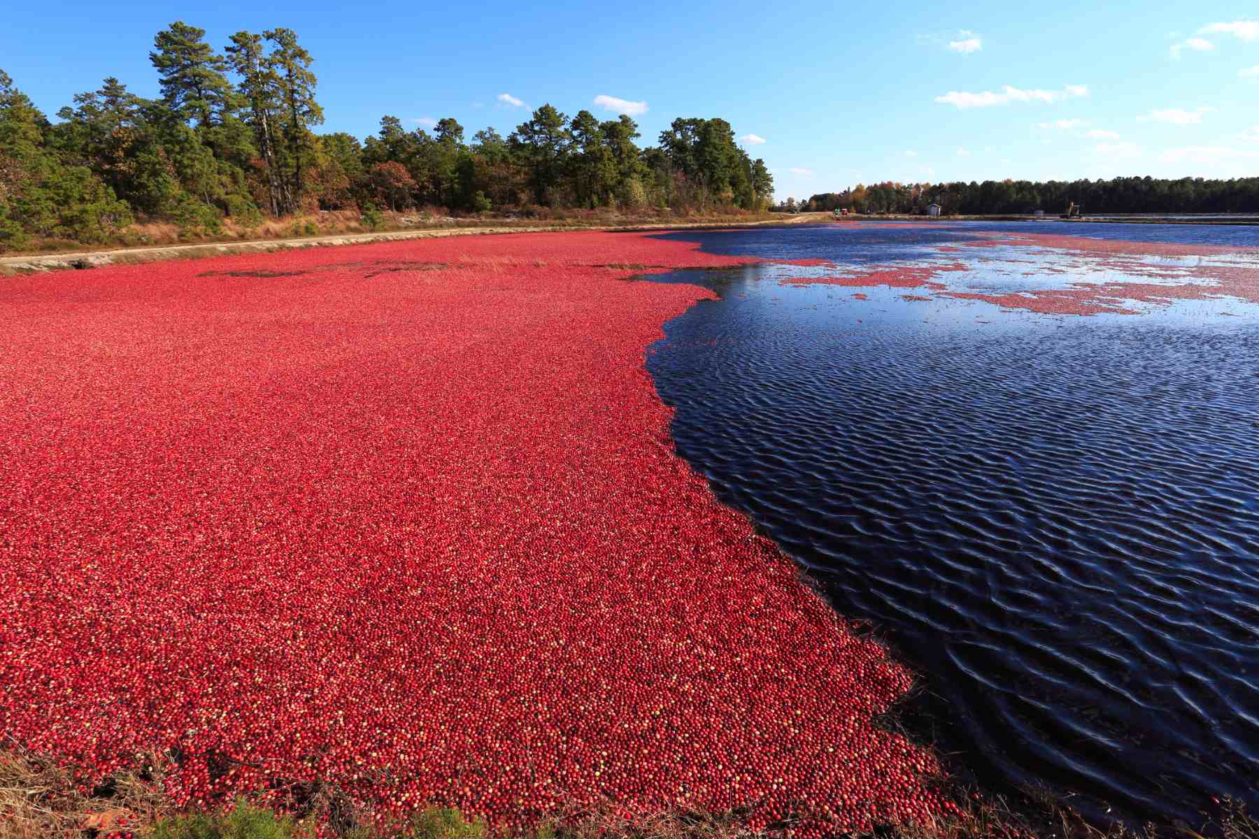 Mystery-Of-The-Floating-Cranberry-Bogs-In-New-Jersey8217s-Pine-Barrens mystery-of-the-floating-cranberry-bogs-in-new-jerseys-pine-barrens