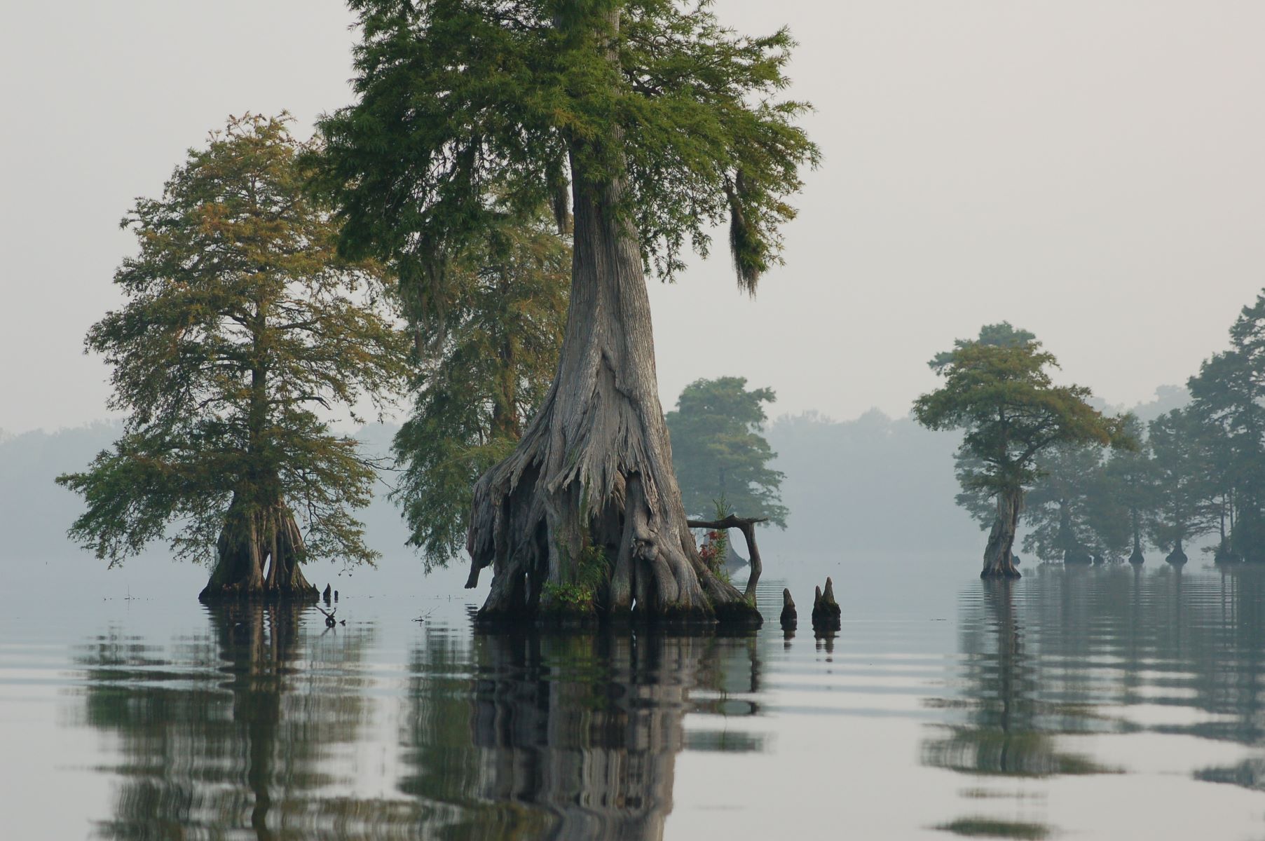 Mystery-Of-The-Floating-Fens-In-The-Great-Dismal-Swamp mystery-of-the-floating-fens-in-the-great-dismal-swamp