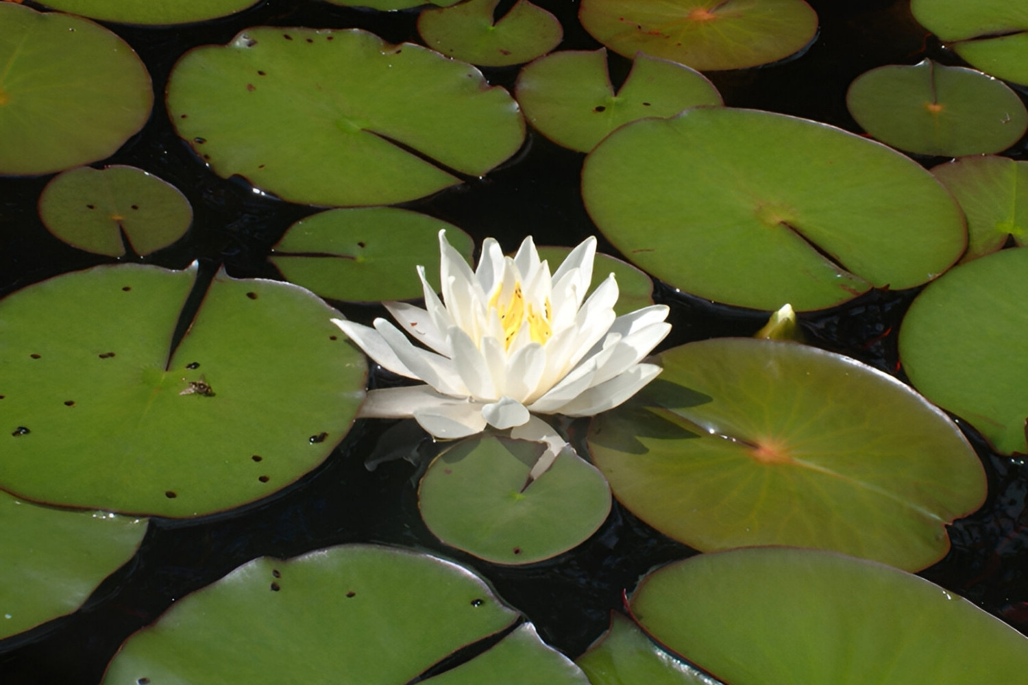mystery-of-the-floating-lily-pad-lakes-in-the-boundary-waters