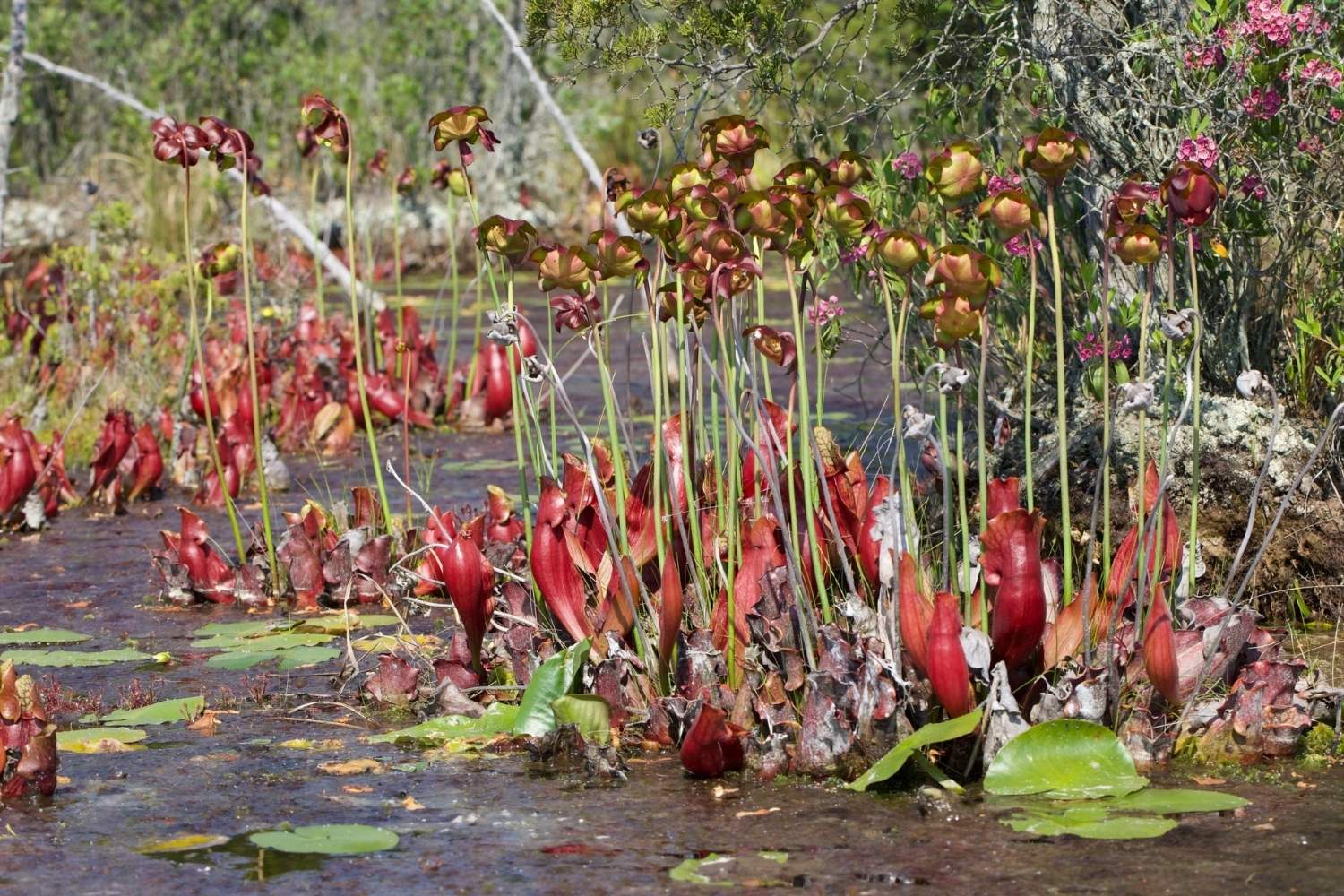 Mystery-Of-The-Floating-Pitcher-Plant-Bogs-In-The-Pine-Barrens mystery-of-the-floating-pitcher-plant-bogs-in-the-pine-barrens