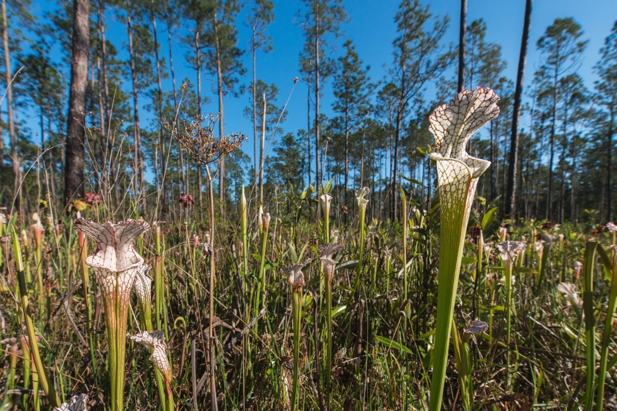 Mystery-Of-The-Floating-Pitcher-Plants-In-Splinter-Hill-Bog-Alabama mystery-of-the-floating-pitcher-plants-in-splinter-hill-bog-alabama