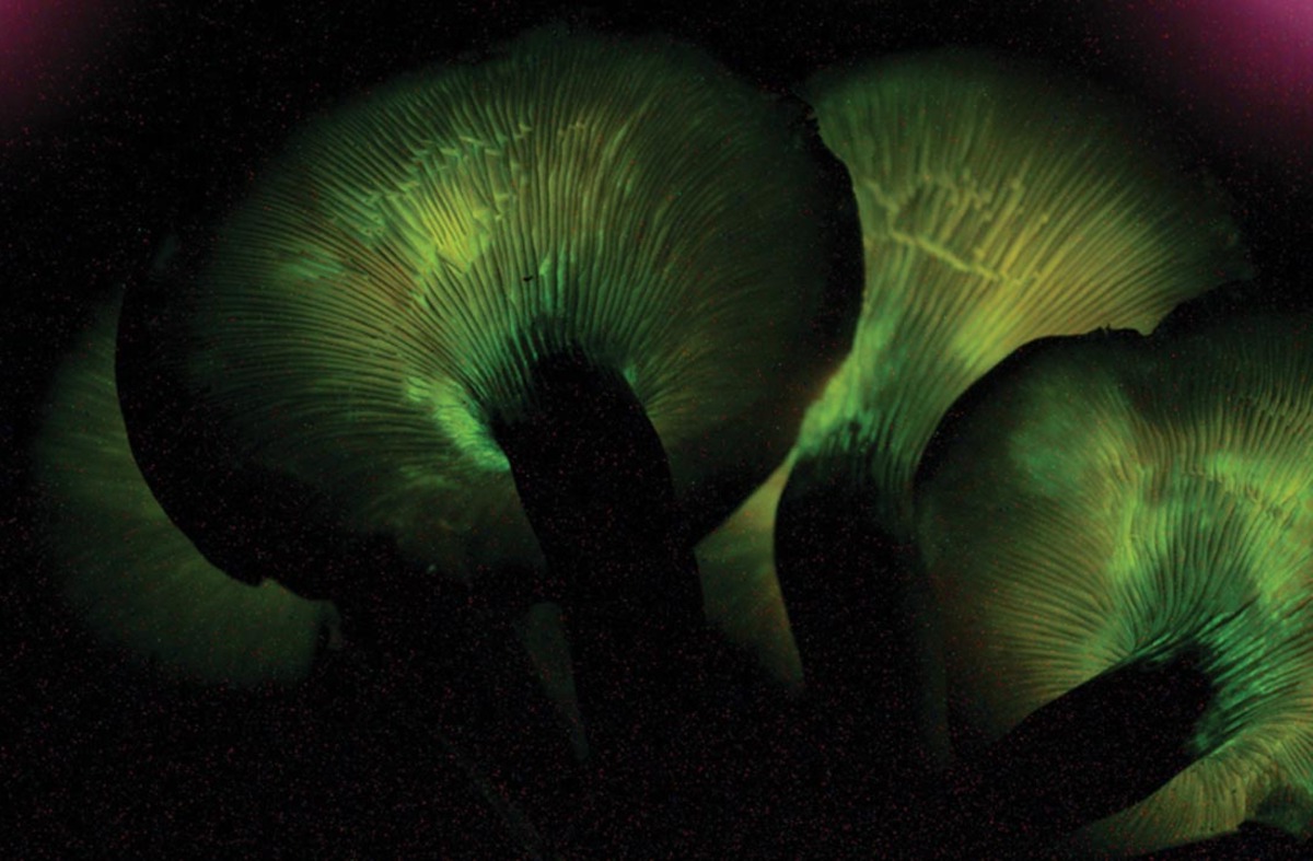 Mystery-Of-The-Foxfire-Glades mystery-of-the-foxfire-glades