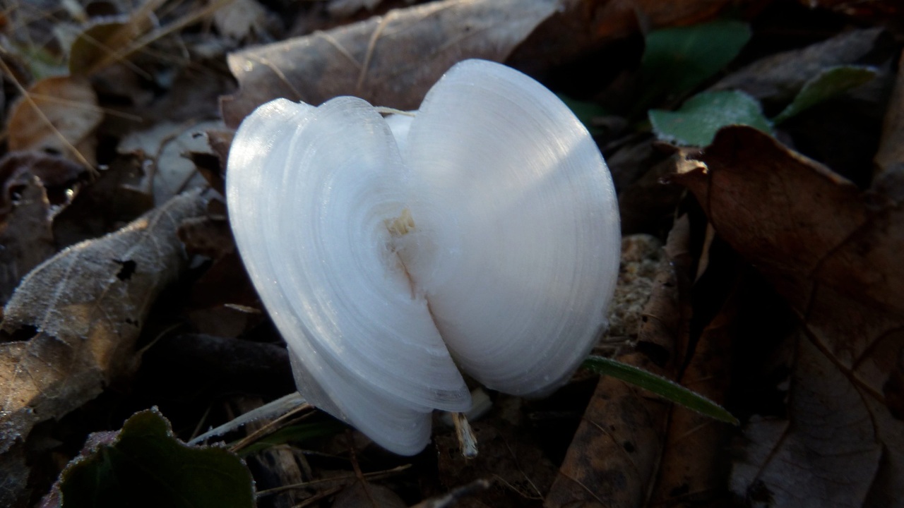 Mystery-Of-The-Frost-Flower-Fields-In-The-Ozarks mystery-of-the-frost-flower-fields-in-the-ozarks