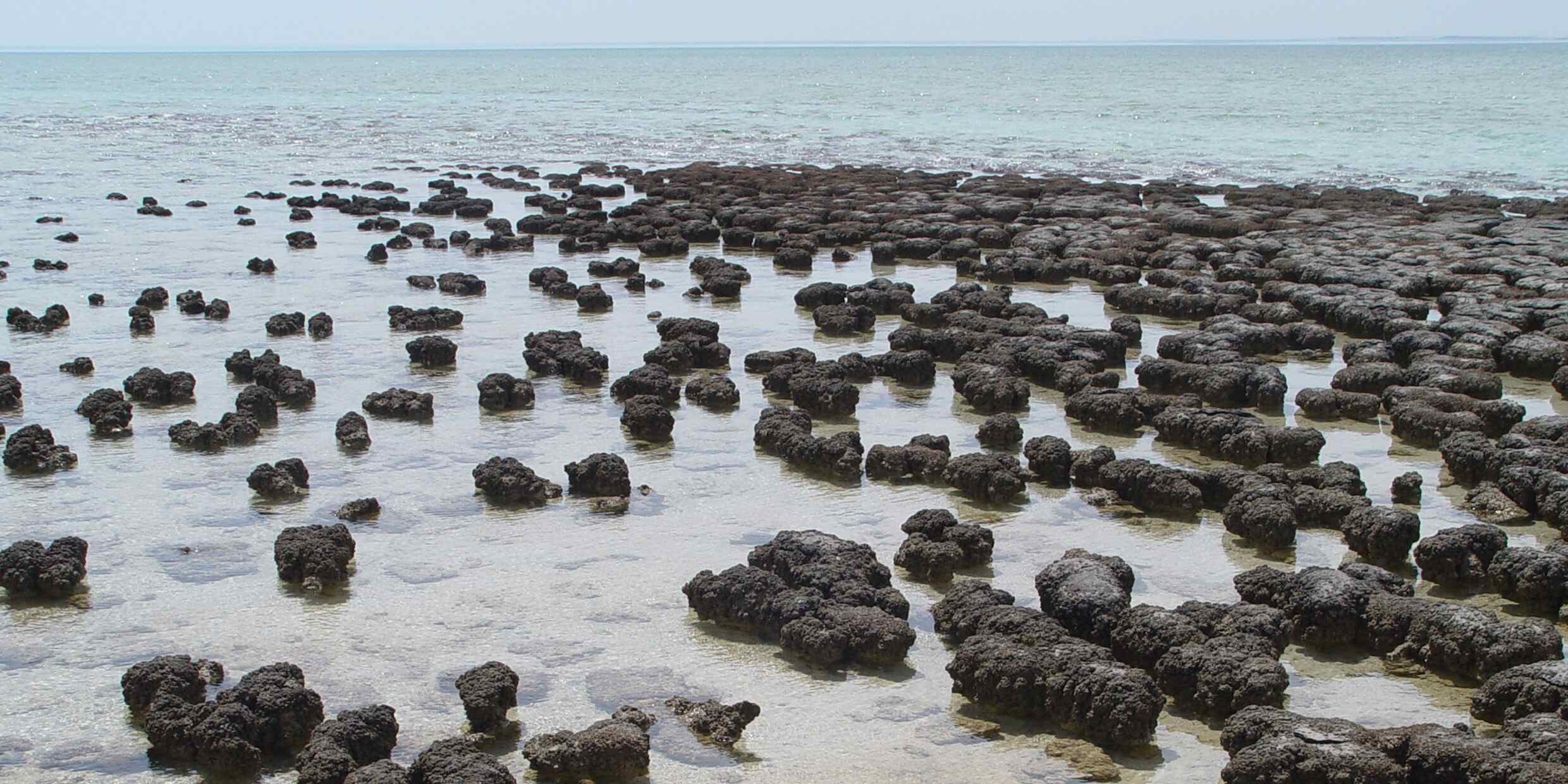 Mystery-Of-The-Primordial-Pools8217-Stromatolite-Shores mystery-of-the-primordial-pools-stromatolite-shores