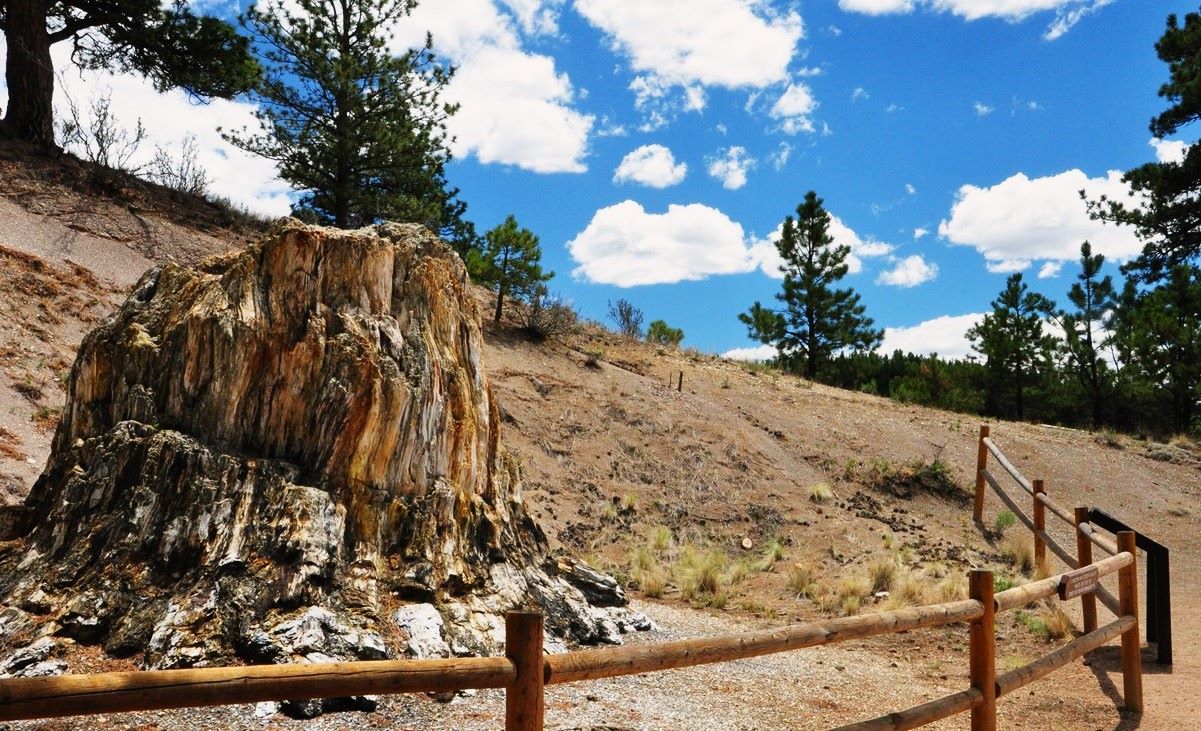 Mystery-Of-The-Rocky-Mountain-Fossil-Forests mystery-of-the-rocky-mountain-fossil-forests