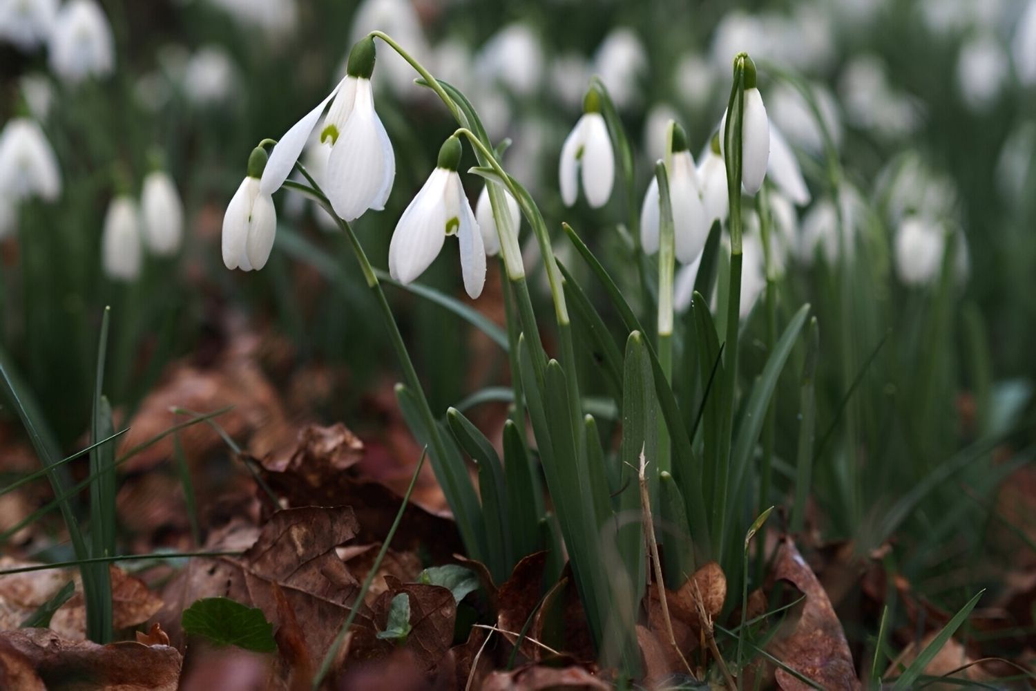 Mystery-Of-The-Silent-Snowdrop-Slopes mystery-of-the-silent-snowdrop-slopes