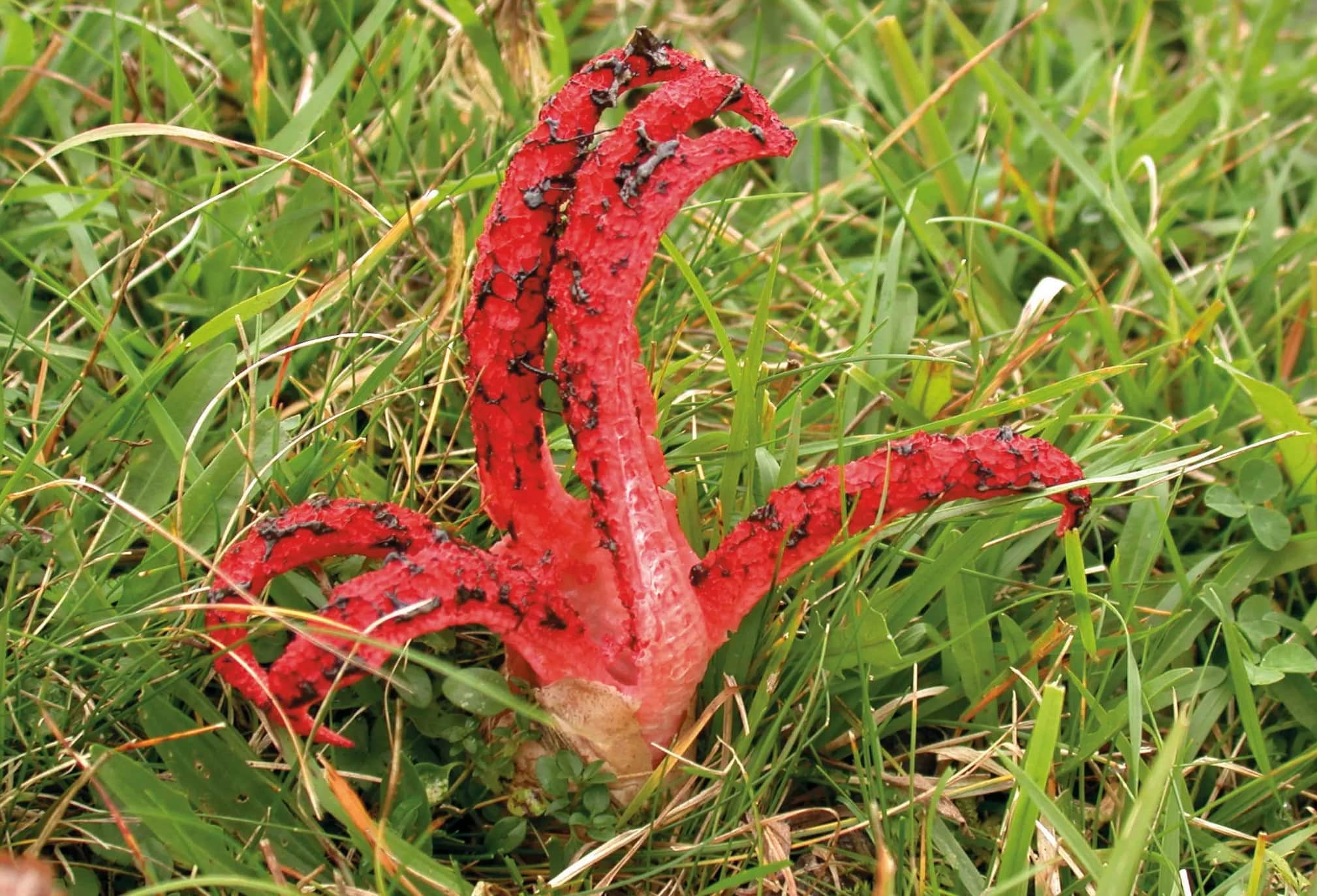 Mystery-Of-The-Silent-Stinkhorn-Sanctuaries mystery-of-the-silent-stinkhorn-sanctuaries