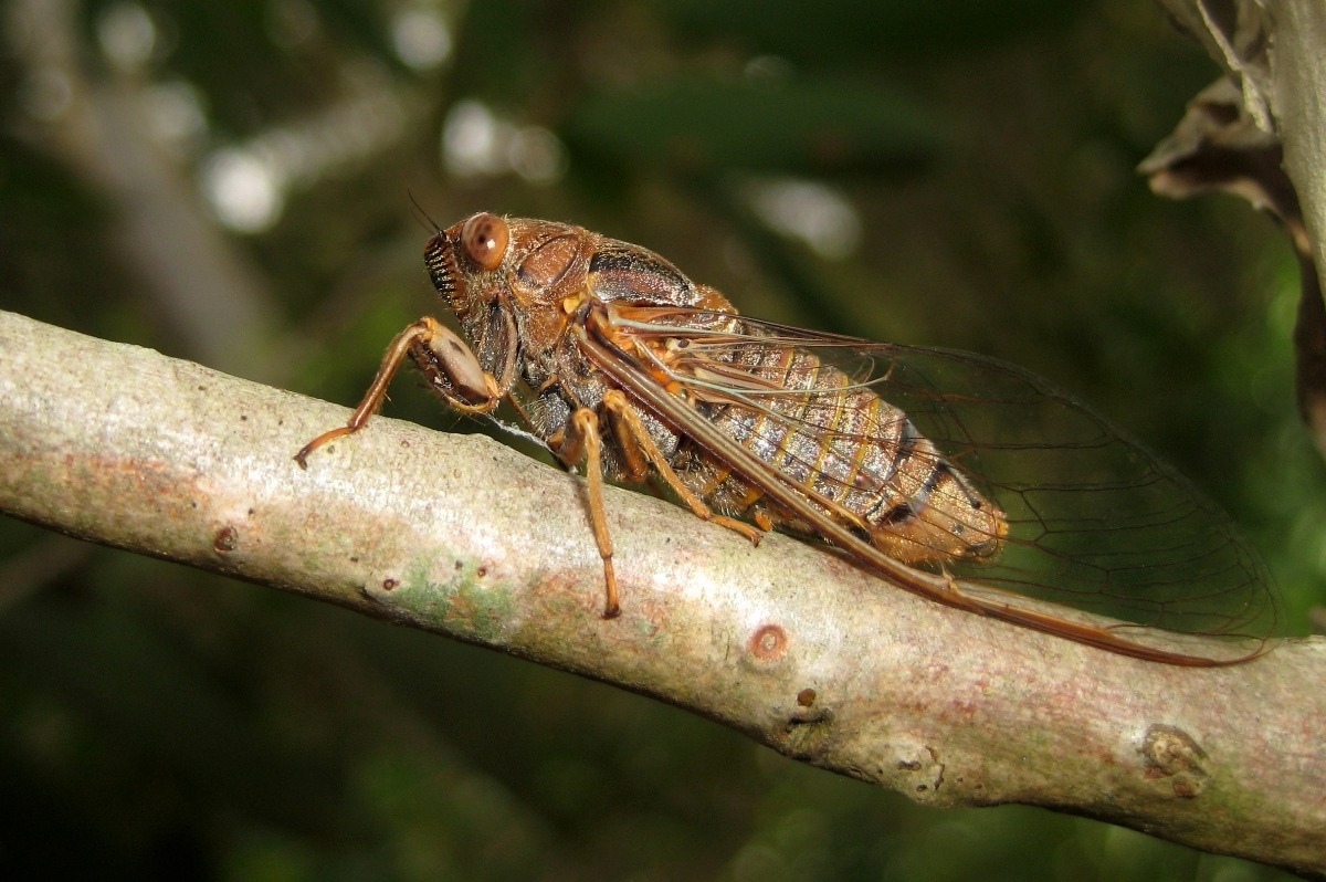Mystery-Of-The-Singing-Cicada-Cypress mystery-of-the-singing-cicada-cypress