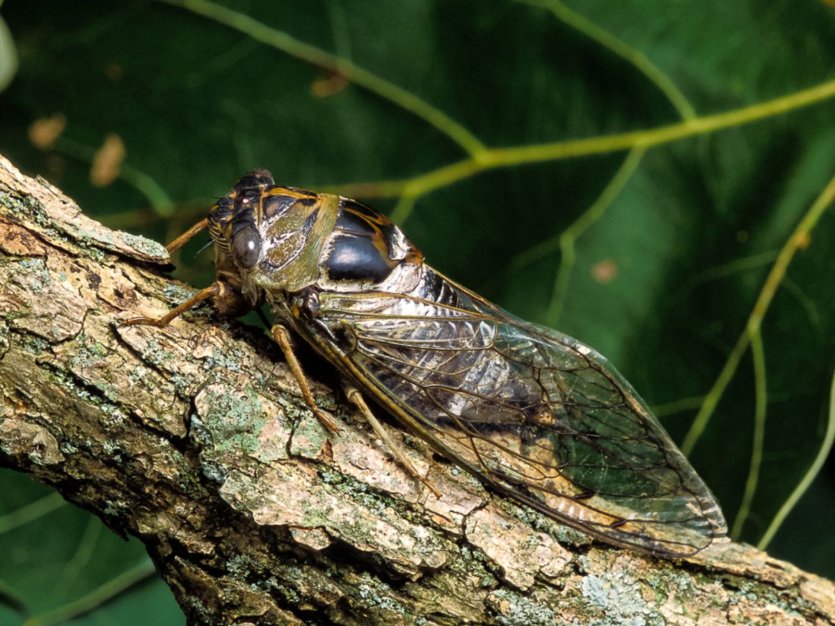 Mystery-Of-The-Singing-Cicada-Cypress-In-The-Bayou mystery-of-the-singing-cicada-cypress-in-the-bayou
