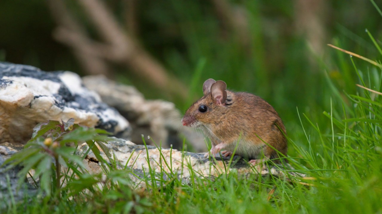 Mystery-Of-The-Singing-Mouse-Meadows mystery-of-the-singing-mouse-meadows
