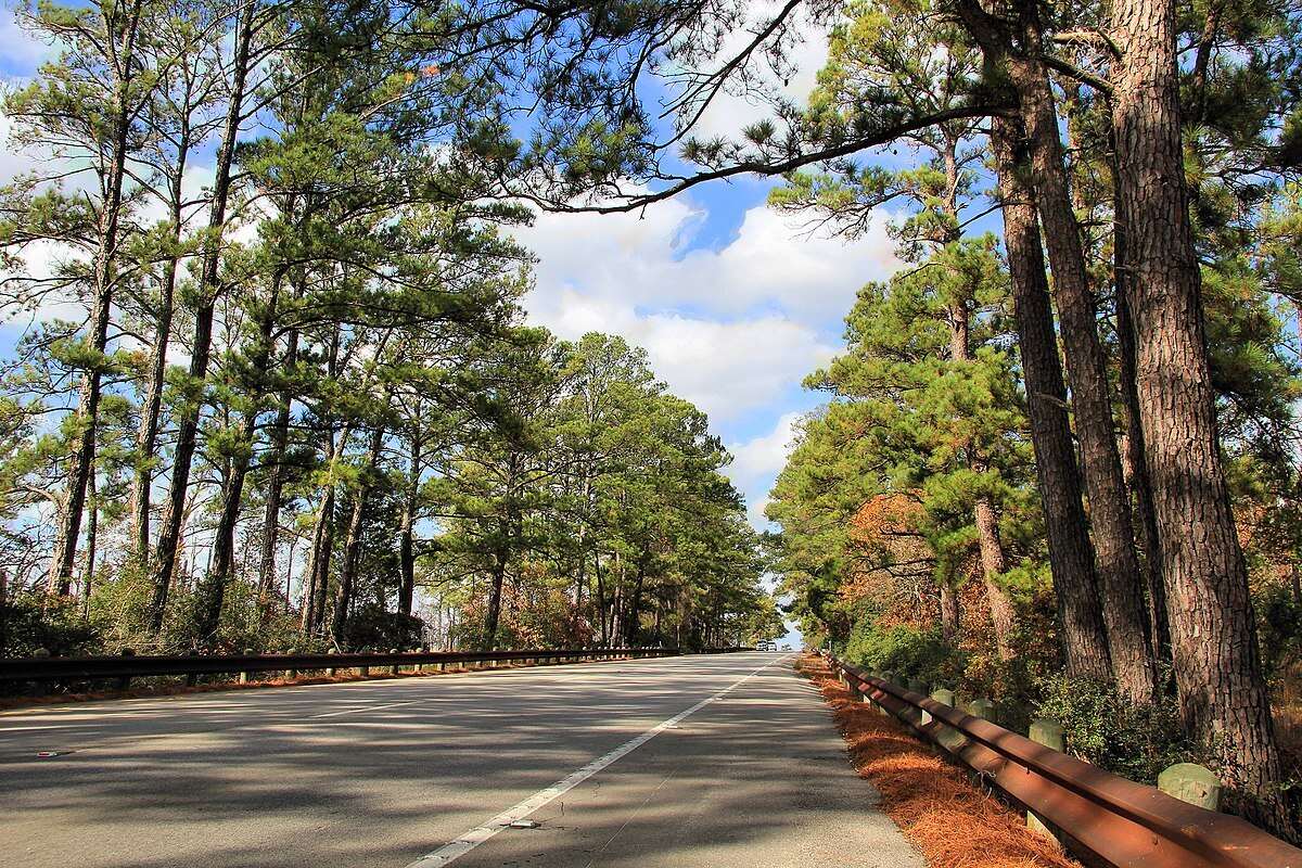 Mystery-Of-The-Singing-Pines-In-Lost-Pines-Forest mystery-of-the-singing-pines-in-lost-pines-forest