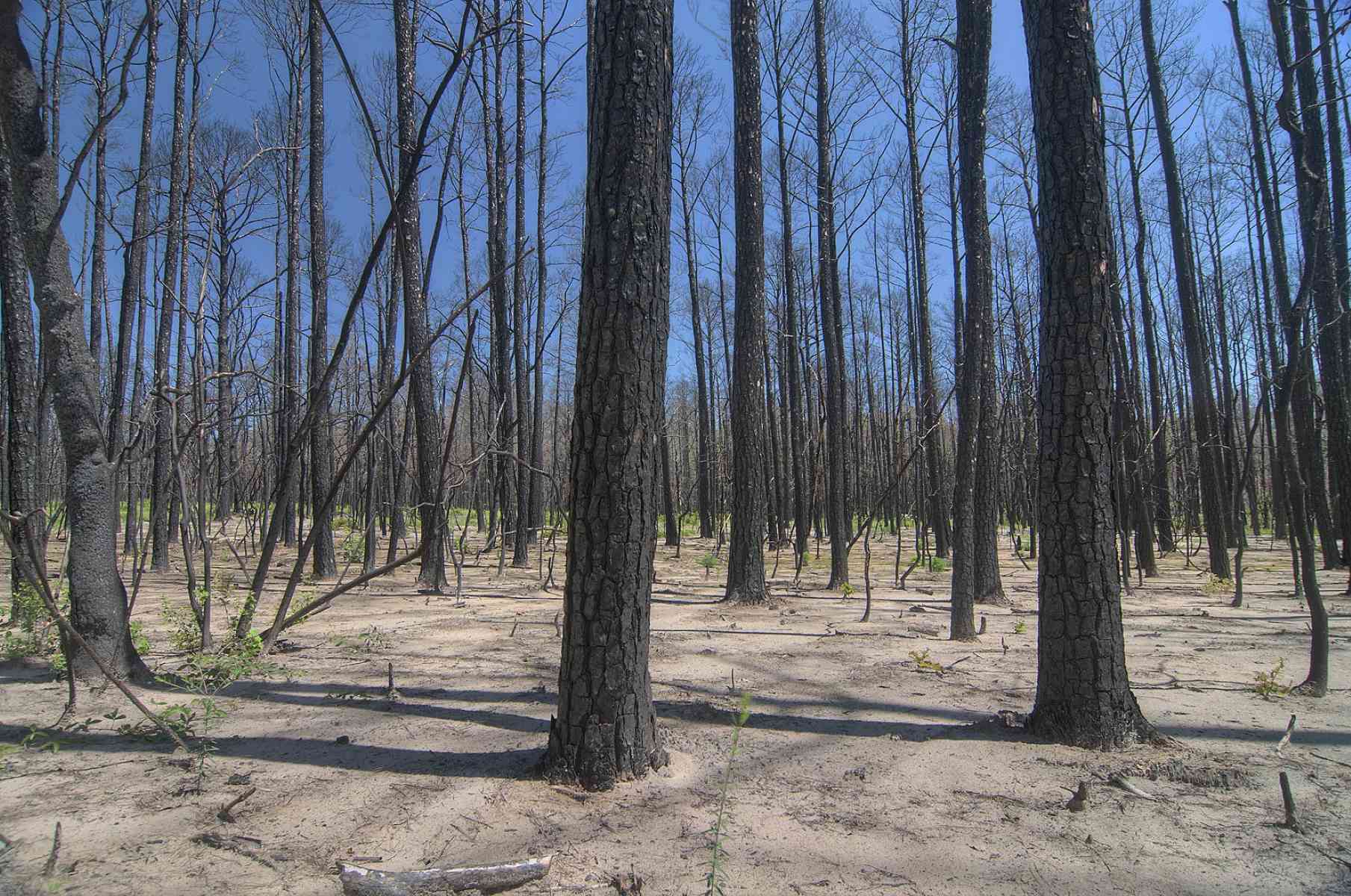 Mystery-Of-The-Singing-Pines-In-Lost-Pines-Forest-Texas mystery-of-the-singing-pines-in-lost-pines-forest-texas