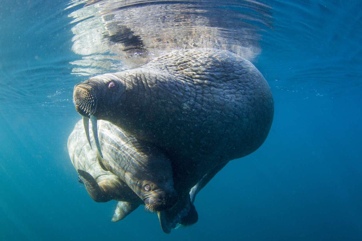 Mystery-Of-The-Whispering-Walrus-Waters mystery-of-the-whispering-walrus-waters
