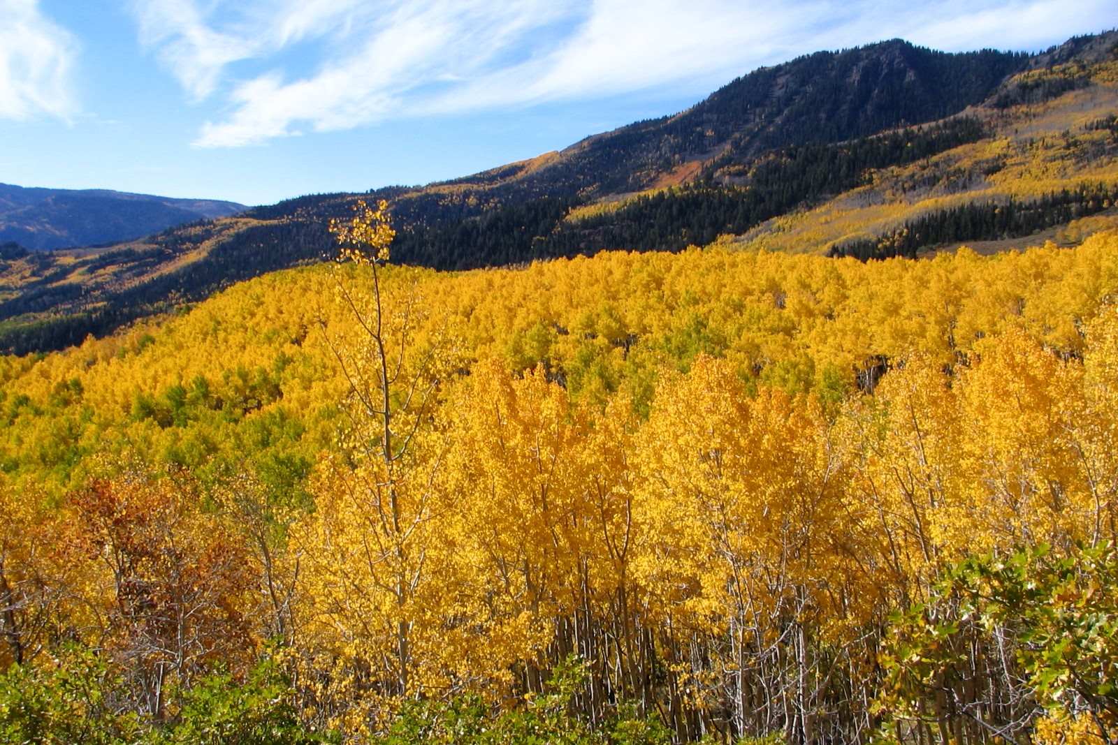 Mystery-Of-Utah8217s-Echoing-Aspen-Groves mystery-of-utahs-echoing-aspen-groves