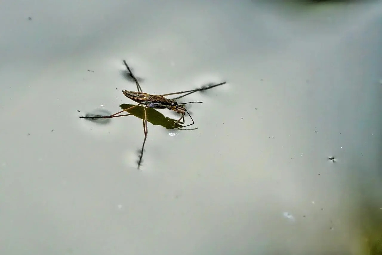 Mystery-Of-Whispering-Water-Striders-In-The-Amazon-Basin mystery-of-whispering-water-striders-in-the-amazon-basin