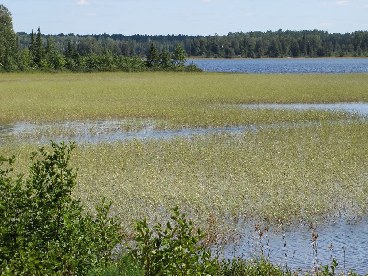 Mystery-Of-Wild-Rice-Waters-In-Lake-Okeechobee mystery-of-wild-rice-waters-in-lake-okeechobee