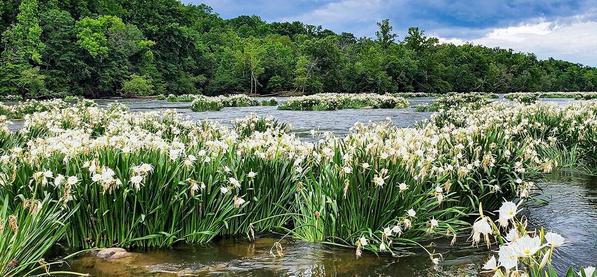 mystery-spider-lily-islands-of-tennessees-reelfoot-lake