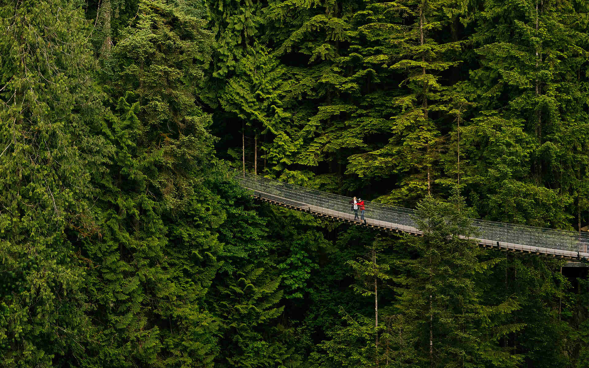 Mystery-Spider-Web-Bridges-In-The-Pacific-Rainforest mystery-spider-web-bridges-in-the-pacific-rainforest