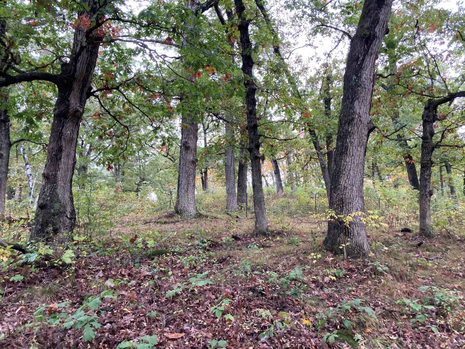 Mystical Trails Of Apostle Islands' Oak Island Forest TouristSecrets