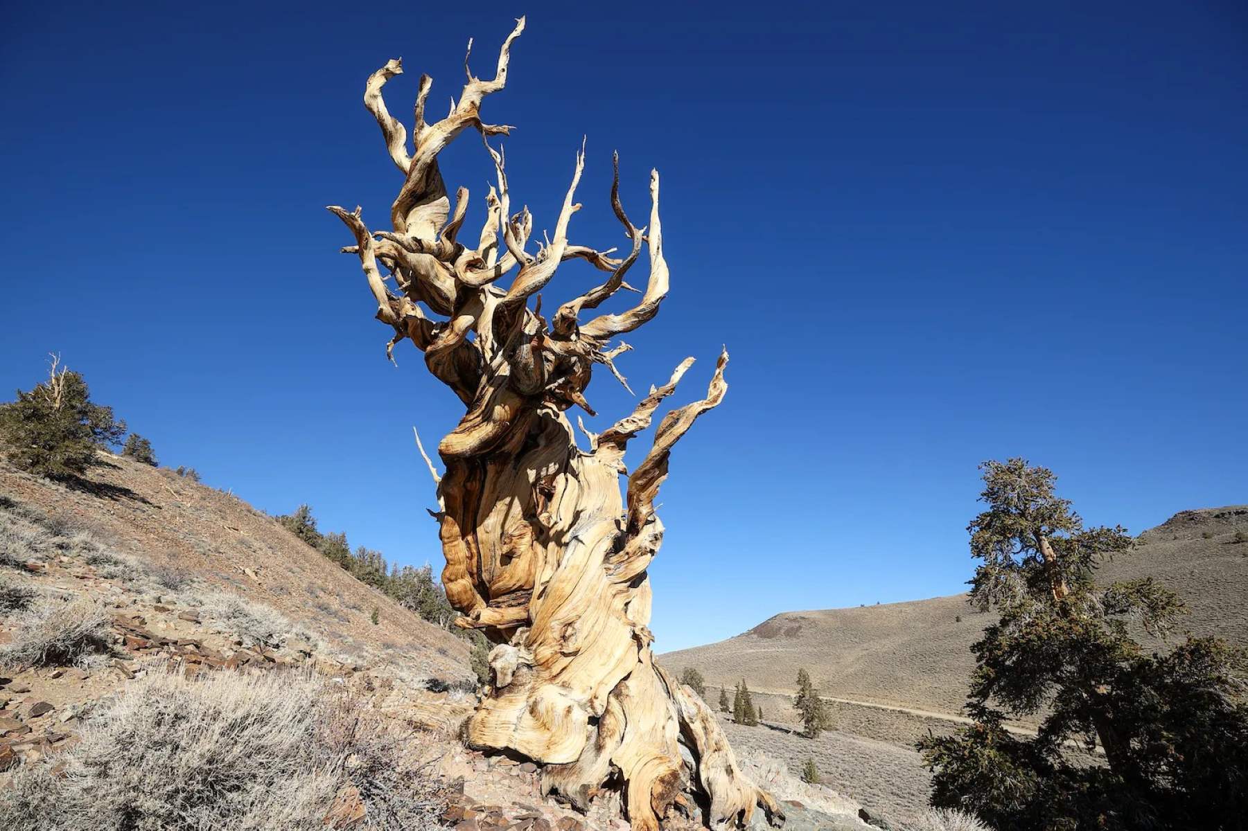 Nevada8217s-Ancient-Bristlecone-Pine-Groves-Secrets nevadas-ancient-bristlecone-pine-groves-secrets