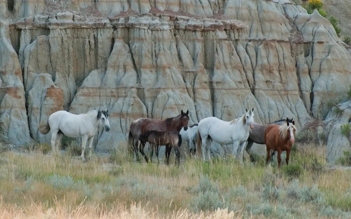 north-dakotas-secret-wild-horse-sanctuary-by-the-missouri-river