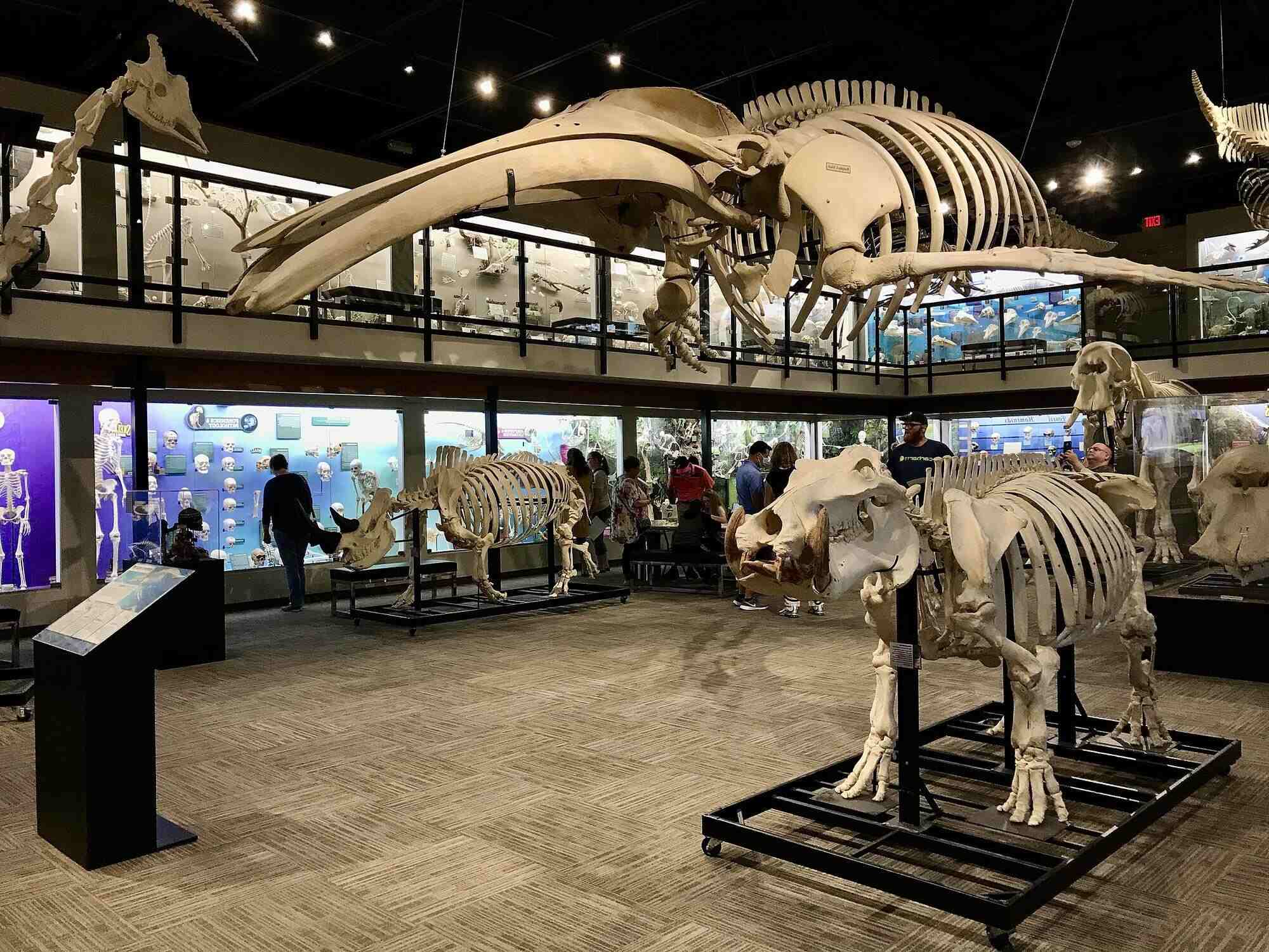 Oklahoma8217s-Unique-Skeleton-Museum-Mystery oklahomas-unique-skeleton-museum-mystery