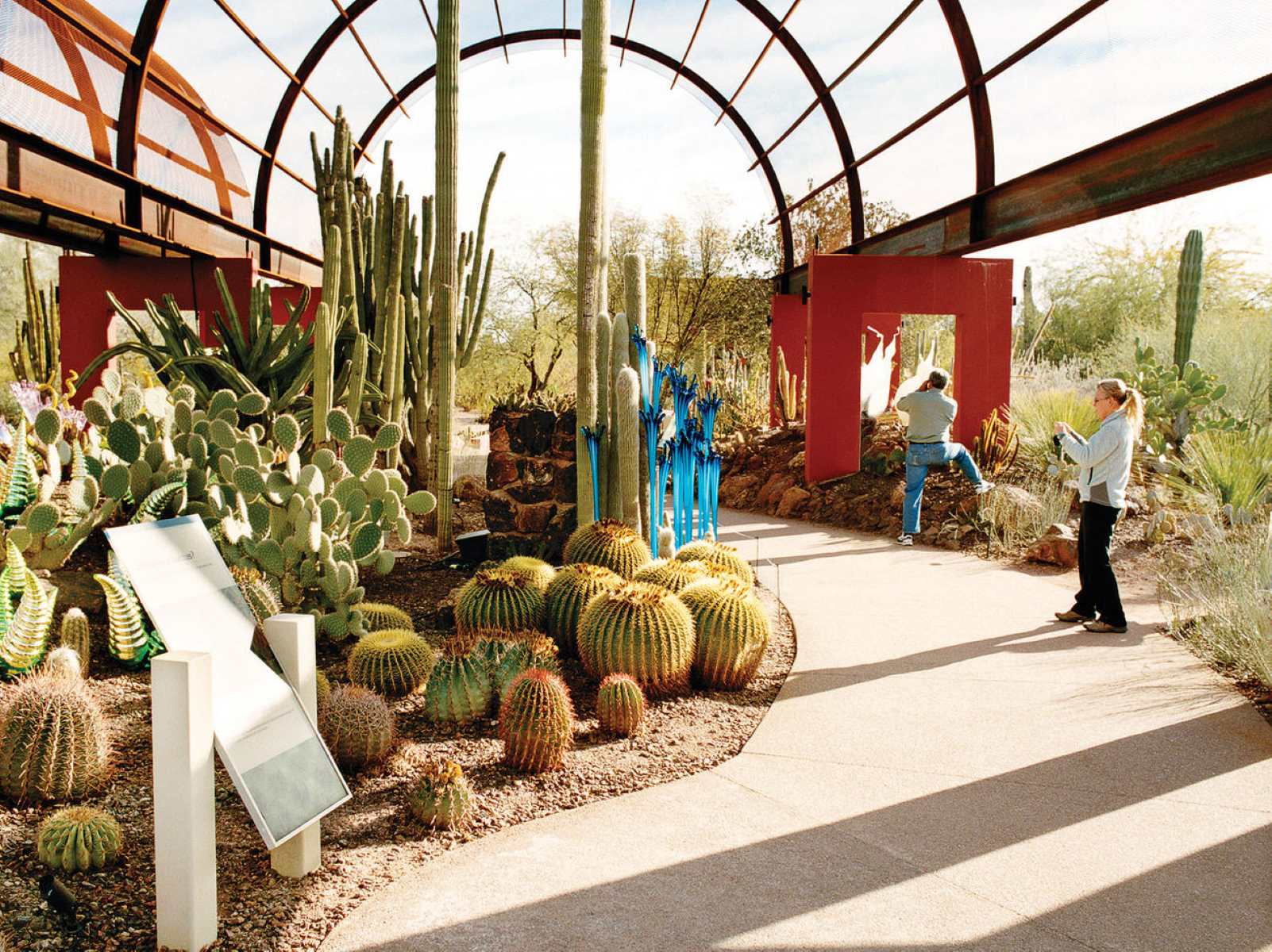 phoenix-desert-botanical-gardens-stunning-arid-oasis