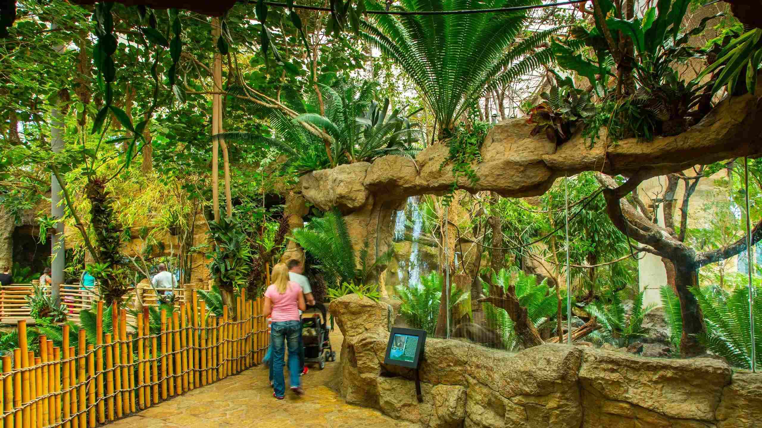 Rainforest-Wonders-At-Dallas-World-Aquarium rainforest-wonders-at-dallas-world-aquarium