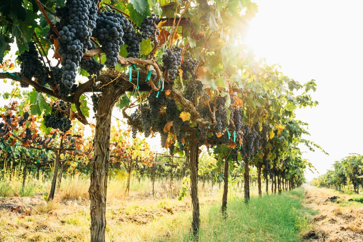 rhode-islands-secret-coastal-vineyards-and-ocean-wines