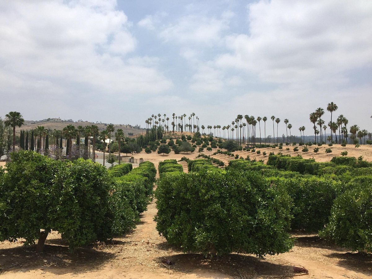 riversides-secret-citrus-legacy-californias-orange-empire