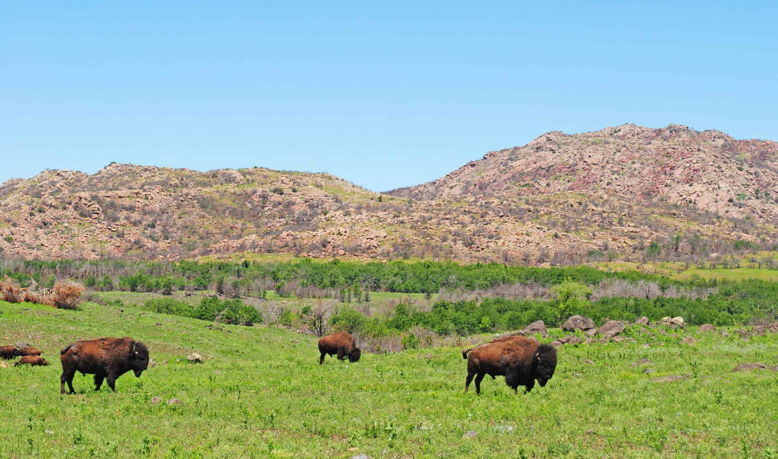 roam-with-bison-in-wichita-mountains-wildlife-refuge