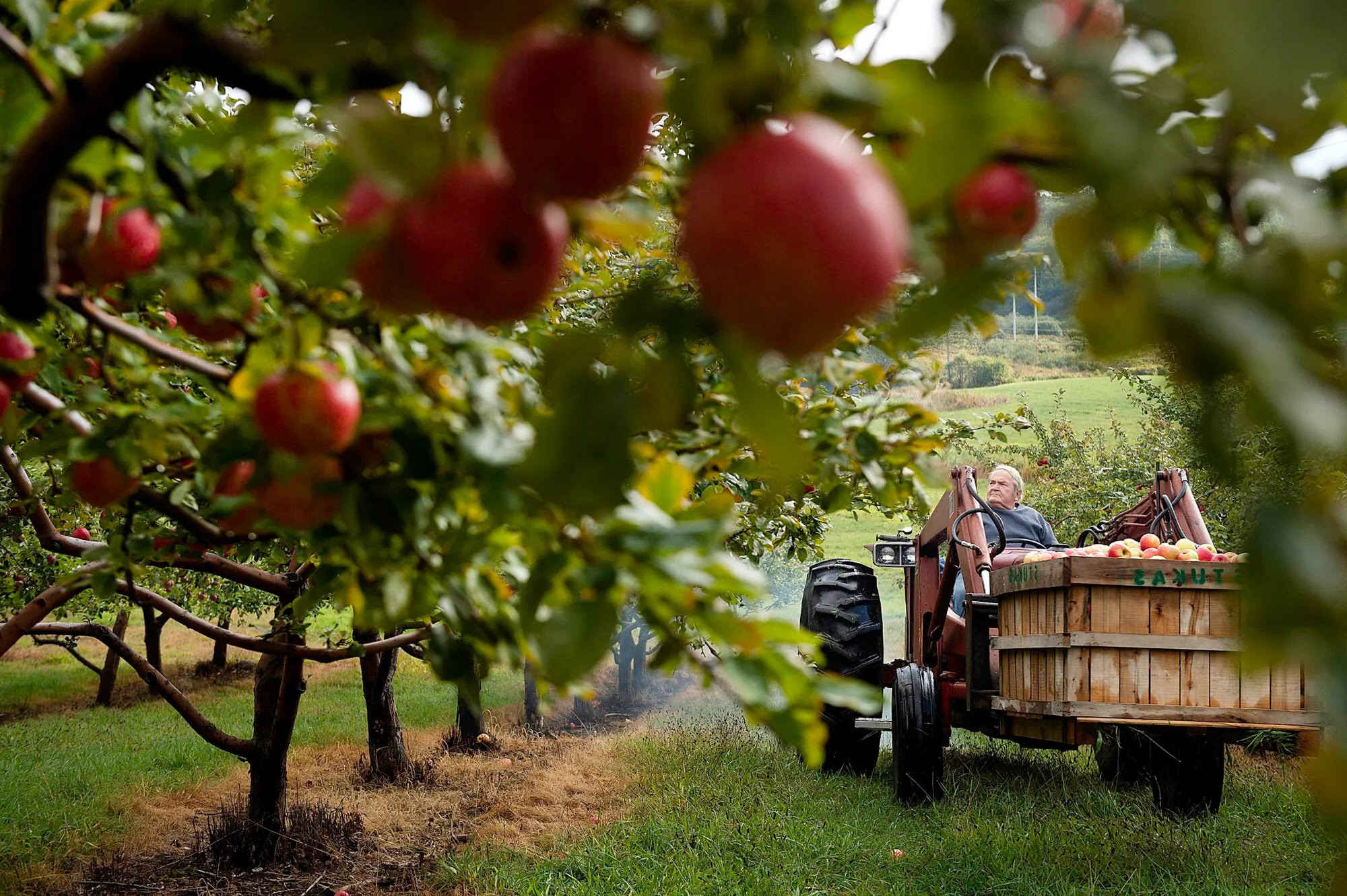 Secret-Apple-Orchards-Of-Vermont secret-apple-orchards-of-vermont