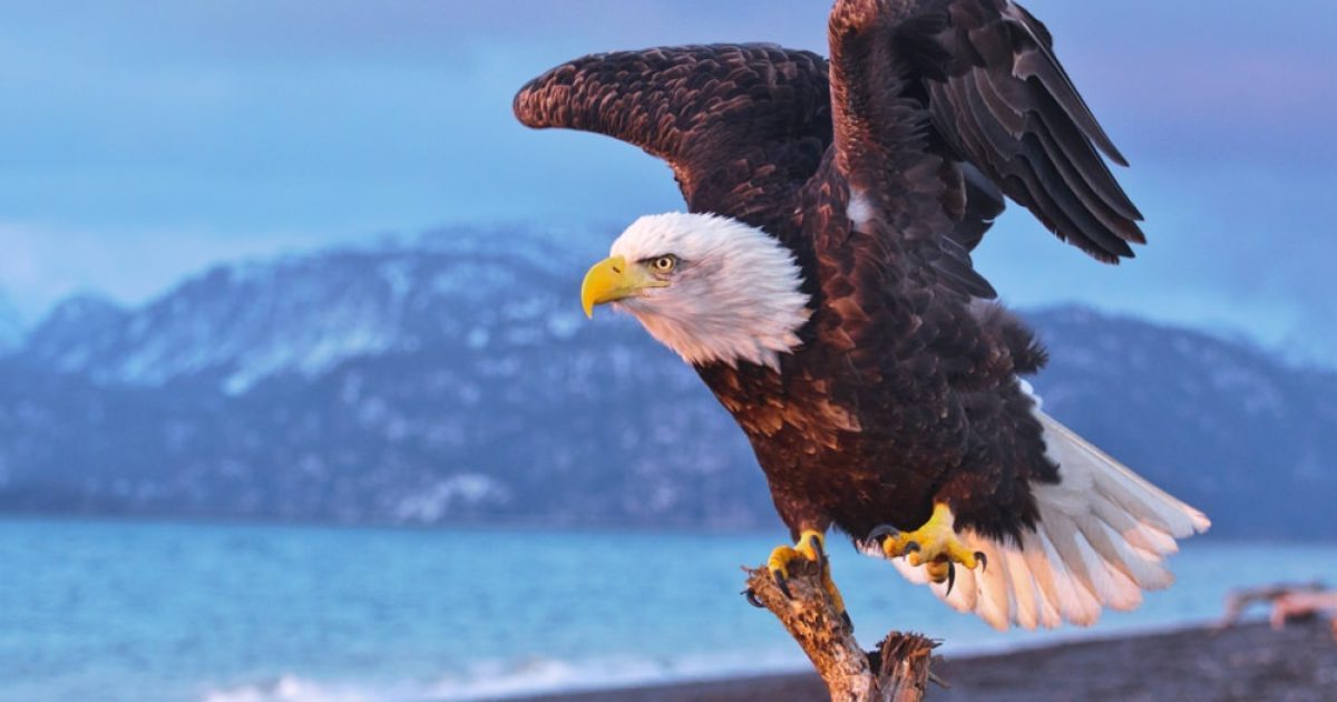 Secret-Bald-Eagle-Nesting-Sites-Found-In-Alaska secret-bald-eagle-nesting-sites-found-in-alaska