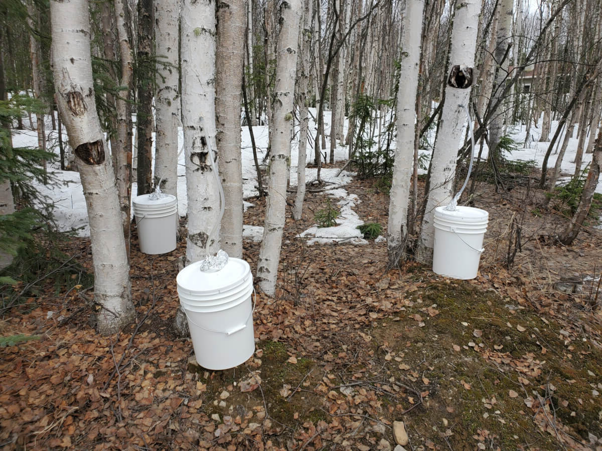 Secret-Birch-Syrup-Tapping-Spots-In-Alaska secret-birch-syrup-tapping-spots-in-alaska